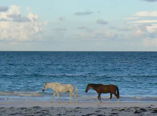 野马，阿萨蒂格岛，海滩，野生动物，自然