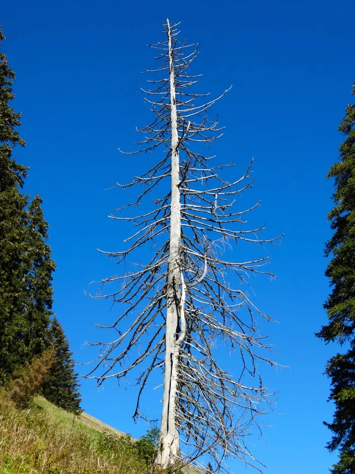 冷杉，高山世界，风暴伤害，枯树