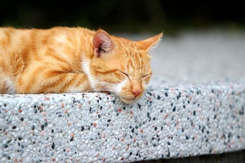 *，宠物，谢，猫，风景，猫的村庄