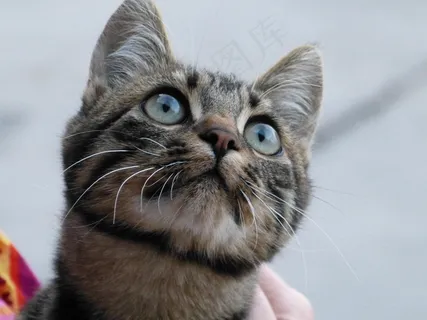 猫，猫的眼睛，好奇