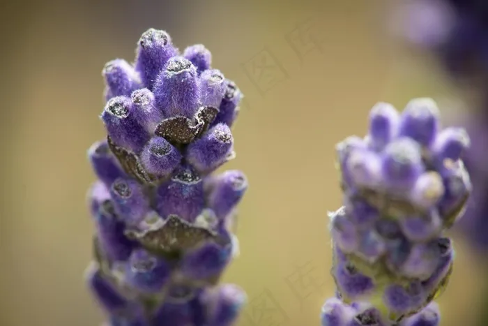 熏衣草，紫色，熏衣草花，开花，盛开