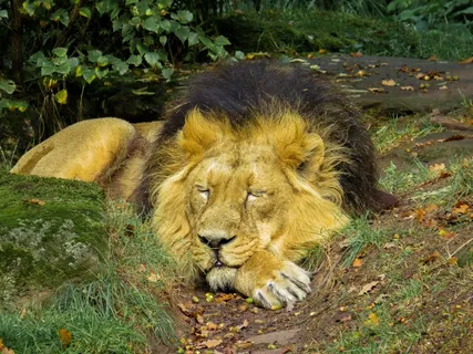 狮子,狮虎兽,鸟类,油画,树,狮子在动物园里休息