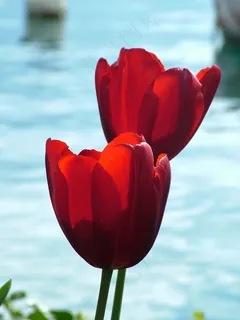 春天，郁金香，红色，湖，背光，花，植物