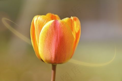 花，植物，郁金香，橙黄色，开花，盛开