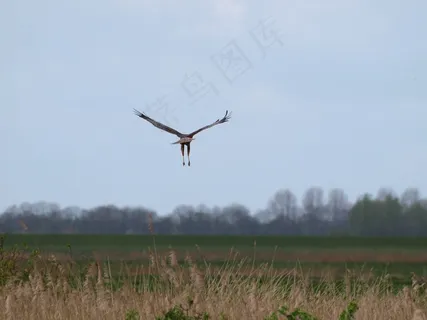 猛禽，翼，鸟，猛禽