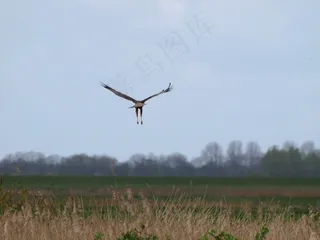猛禽，翼，鸟，猛禽