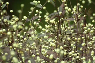 植物，野生，花，自然，绿色，景观，自然