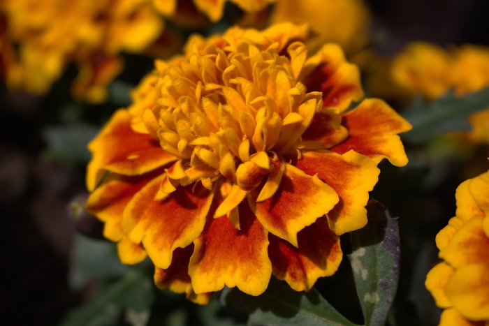 花，橙色，开花，橙花，明亮