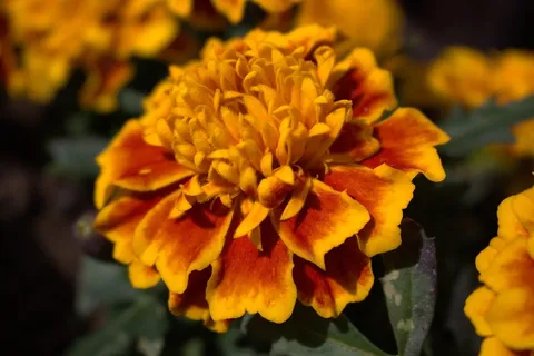 花,橙色,开花,橙花,明亮 花,橙色,开花,橙花,明亮