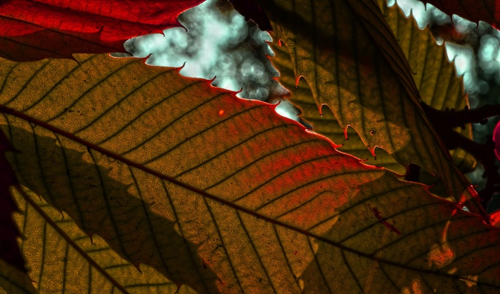 季节，秋天，大自然的叶子，宏，颜色