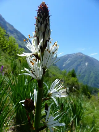 鲜花，大自然，野花，白，山，春天