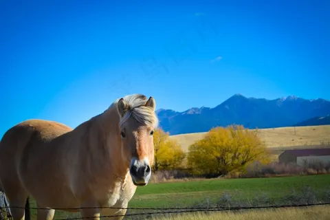 蒙大拿州,马,山脉,蒙大拿州国家 蒙大拿州,马,山脉,蒙大拿州国家
