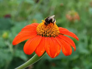 花卉，蜜蜂，昆虫，性质，成长，花粉，花瓣
