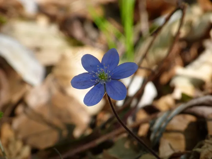 肝，花，开花，紫，紫色