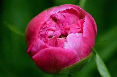 牡丹,花,粉红色,开花,性质,关闭 牡丹,花,粉红色,开花,性质,关闭