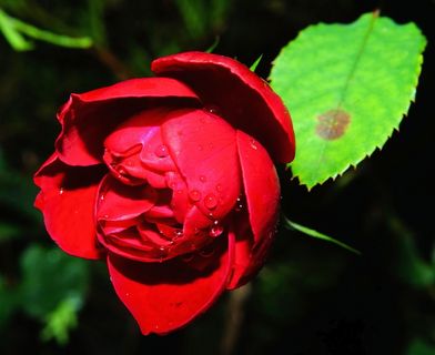 花，开花，盛开，关闭，红色，植物，夏天，叶