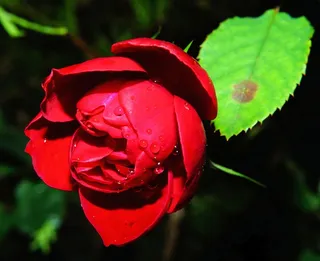 花，开花，盛开，关闭，红色，植物，夏天，叶