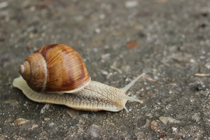 蠕虫，路径，蜗牛