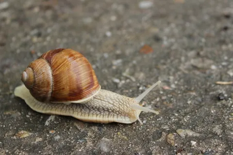 蠕虫，路径，蜗牛