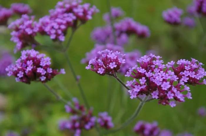 鲜花，马鞭草，紫，开花，花园