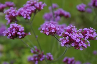 鲜花，马鞭草，紫，开花，花园