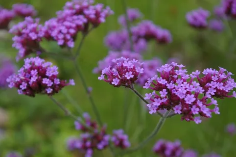 鲜花,马鞭草,紫,开花,花园 鲜花,马鞭草,紫,开花,花园