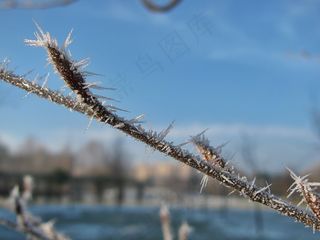 霜，树，科，弗罗斯特，磨砂，冻结，冷