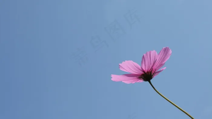 宇宙，秋天，粉红色