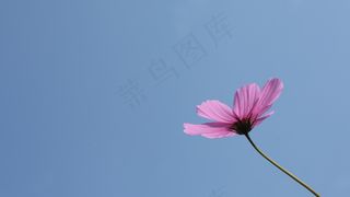 宇宙，秋天，粉红色