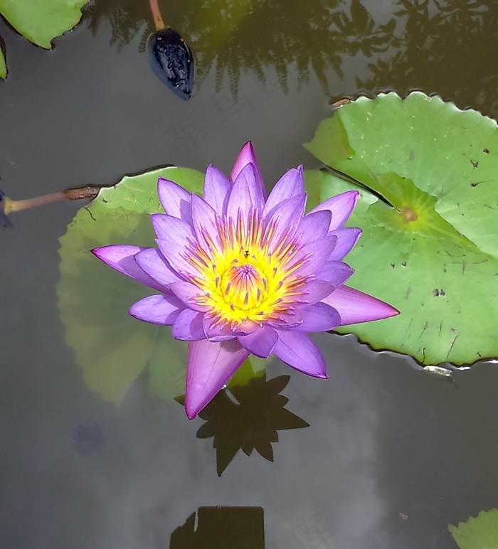 百合，睡莲，紫色，池塘，花卉，植物，性质