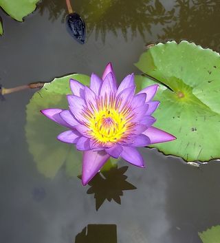 百合，睡莲，紫色，池塘，花卉，植物，性质