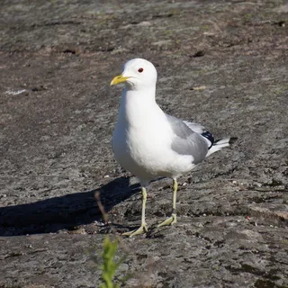 鸟，环，海鸥，猫