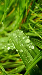 工作表，拖放，性质，绿色，详细信息，宏