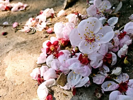 鲜花，美容，意境