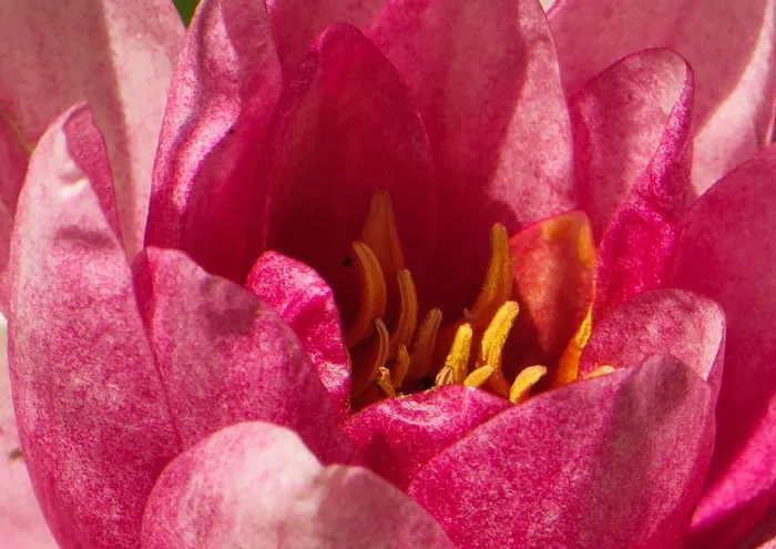 睡莲，关闭，池塘，花园，水生植物，盛开