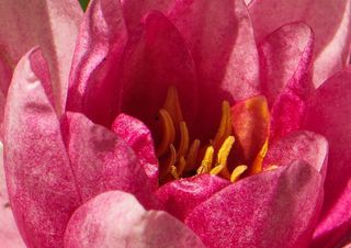 睡莲，关闭，池塘，花园，水生植物，盛开