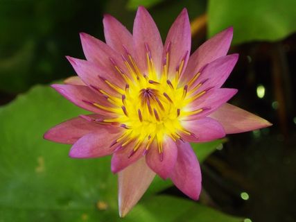 莲花，粉红色和紫色，台北花卉市场