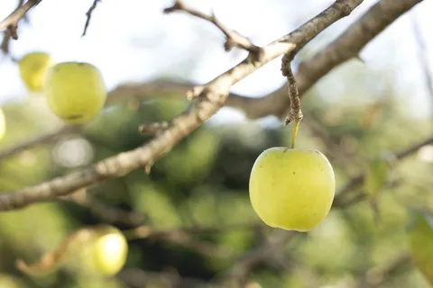 苹果,水果,食品,树木,树枝 苹果,水果,食品,树木,树枝