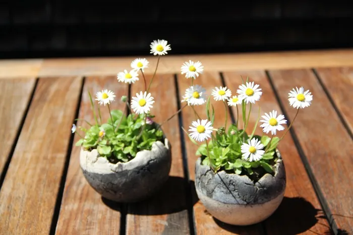 雏菊，花，鲜花，性质，开花，盛开，盛开