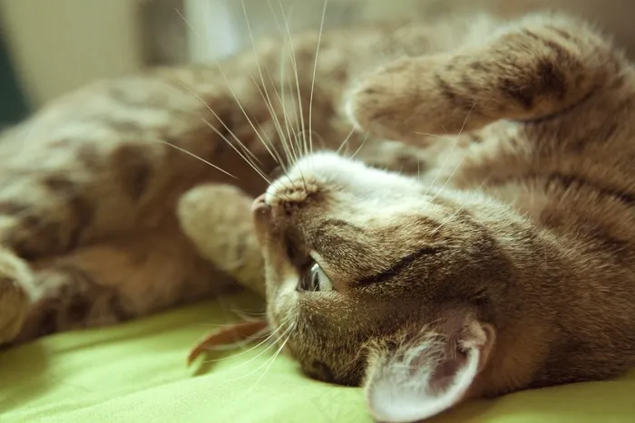 猫，床，背部，小猫