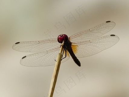 蜻蜓，红色，头，动物，昆虫，飞行昆虫