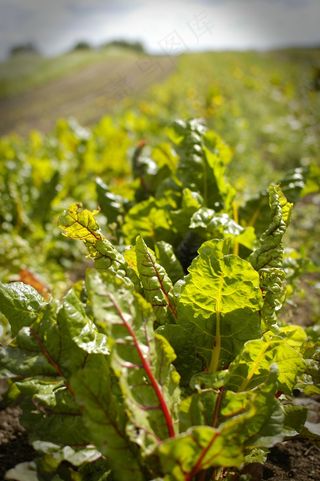 沙拉，场，有机，食品，农场