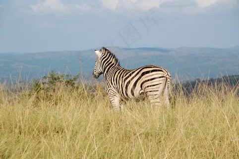 南非,野生,自然,野生动物,动物,斑马 南非,野生,自然,野生动物,动物,斑马
