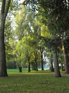 树木，主要银行，主要草地，主要，河