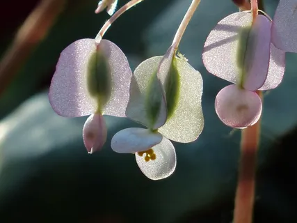 开花,秋海棠,白,背光 开花,秋海棠,白,背光
