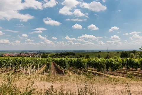 葡萄园，迈克旗布，葡萄藤，普法尔茨，葡萄酒