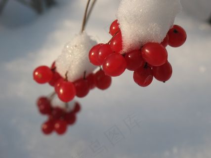 罗文,大自然,冬天,俄罗斯 罗文,大自然,冬天,俄罗斯