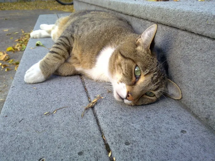 猫，宠物，动物，躺，休息，眼睛，蓬松，棕色