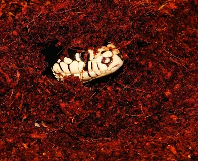 蛇,蛇头,加利福尼亚Getula,链条 蛇,蛇头,加利福尼亚Getula,链条