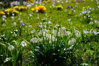 春Knotenblume，雪花，鲜花，关闭，详细信息